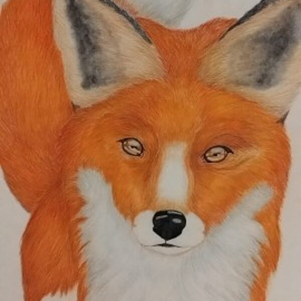 Fuchs in Farbe 30 h Arbeit
