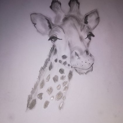 Bleistiftzeichnung Giraffe