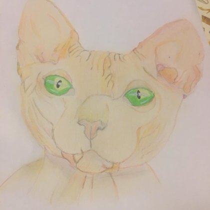 eine Spynx Katze mit Buntstiften gezeichnet