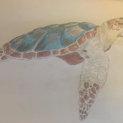 Schildkröte Buntstiftzeichnung