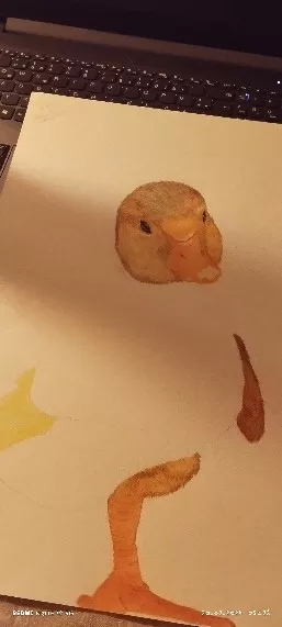 Entenküken in arbeit
