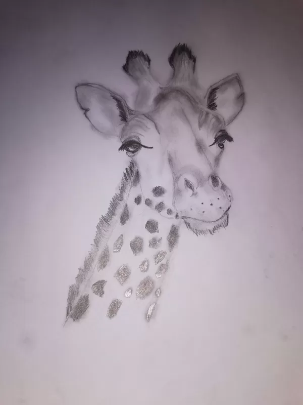 Bleistiftzeichnung Giraffe