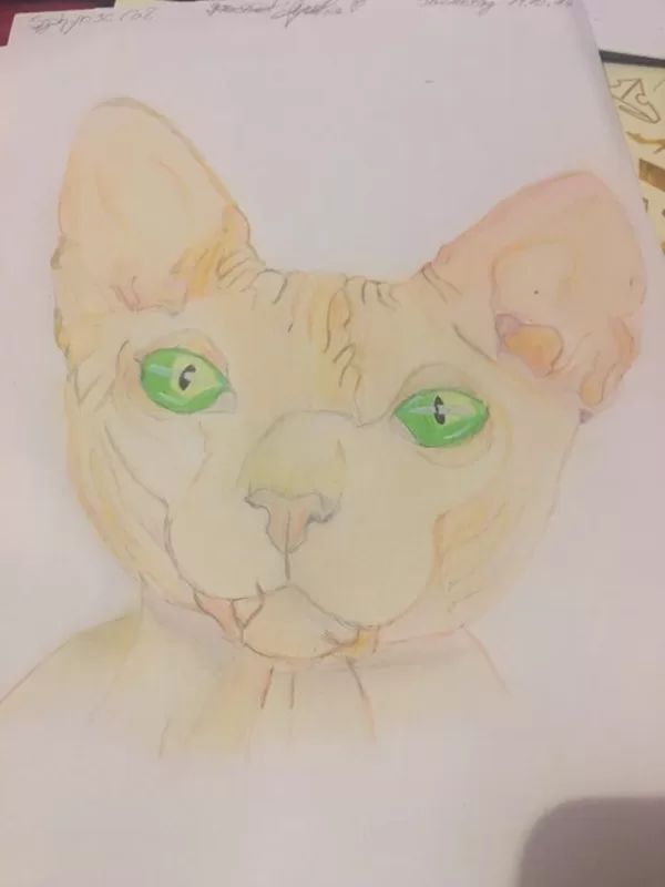 eine Spynx Katze mit Buntstiften gezeichnet