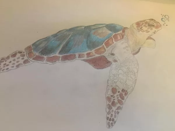 Schildkröte Buntstiftzeichnung